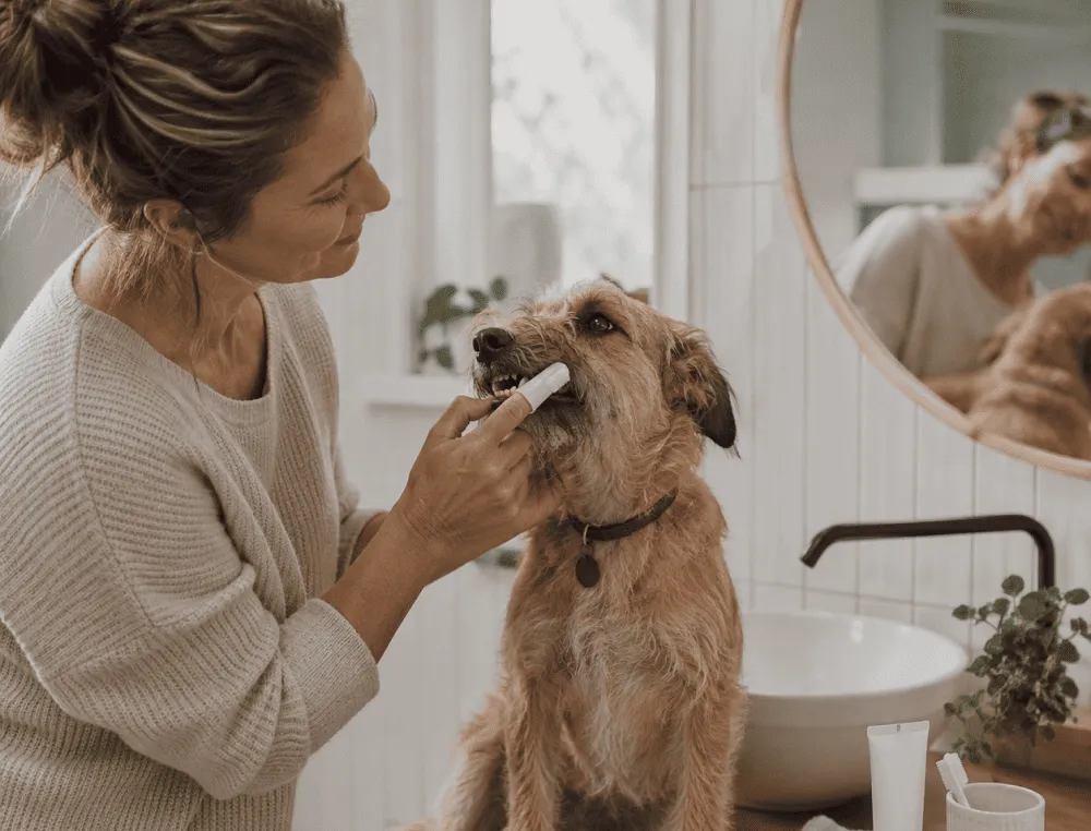 pet behavior tips for owners